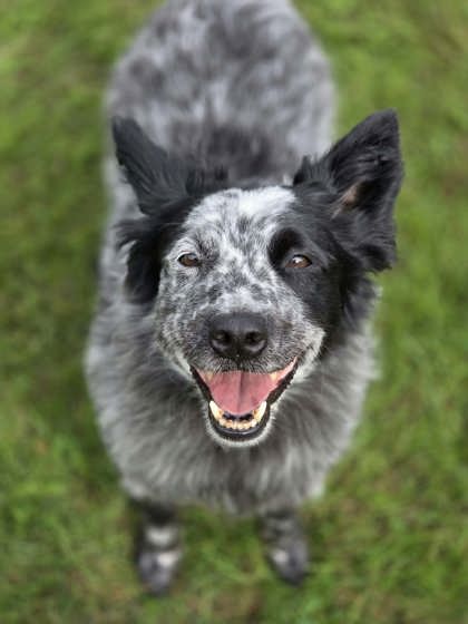 Featured Adoptable Pet Ruby