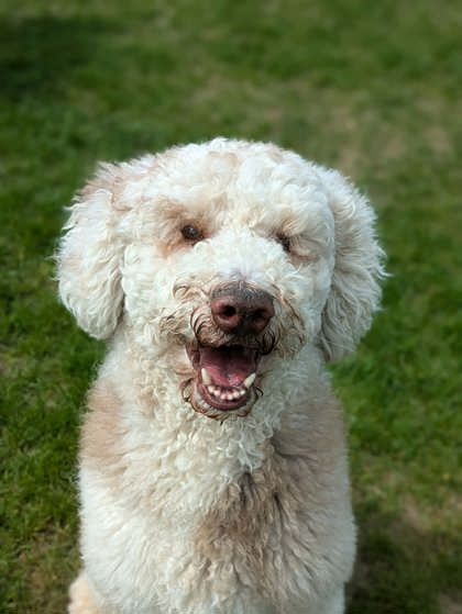 Featured Adoptable Pet Henry