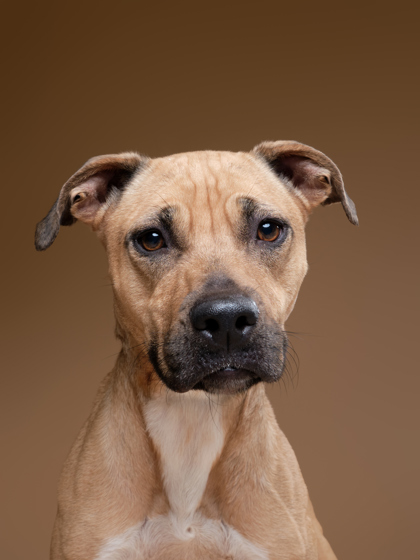 Featured Adoptable Pet Misa