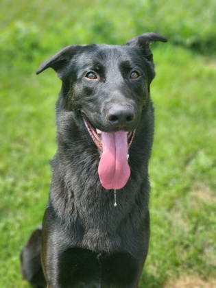 Featured Adoptable Pet Bear