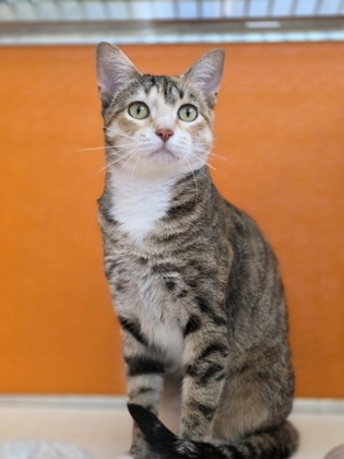 Featured Adoptable Pet Verdi