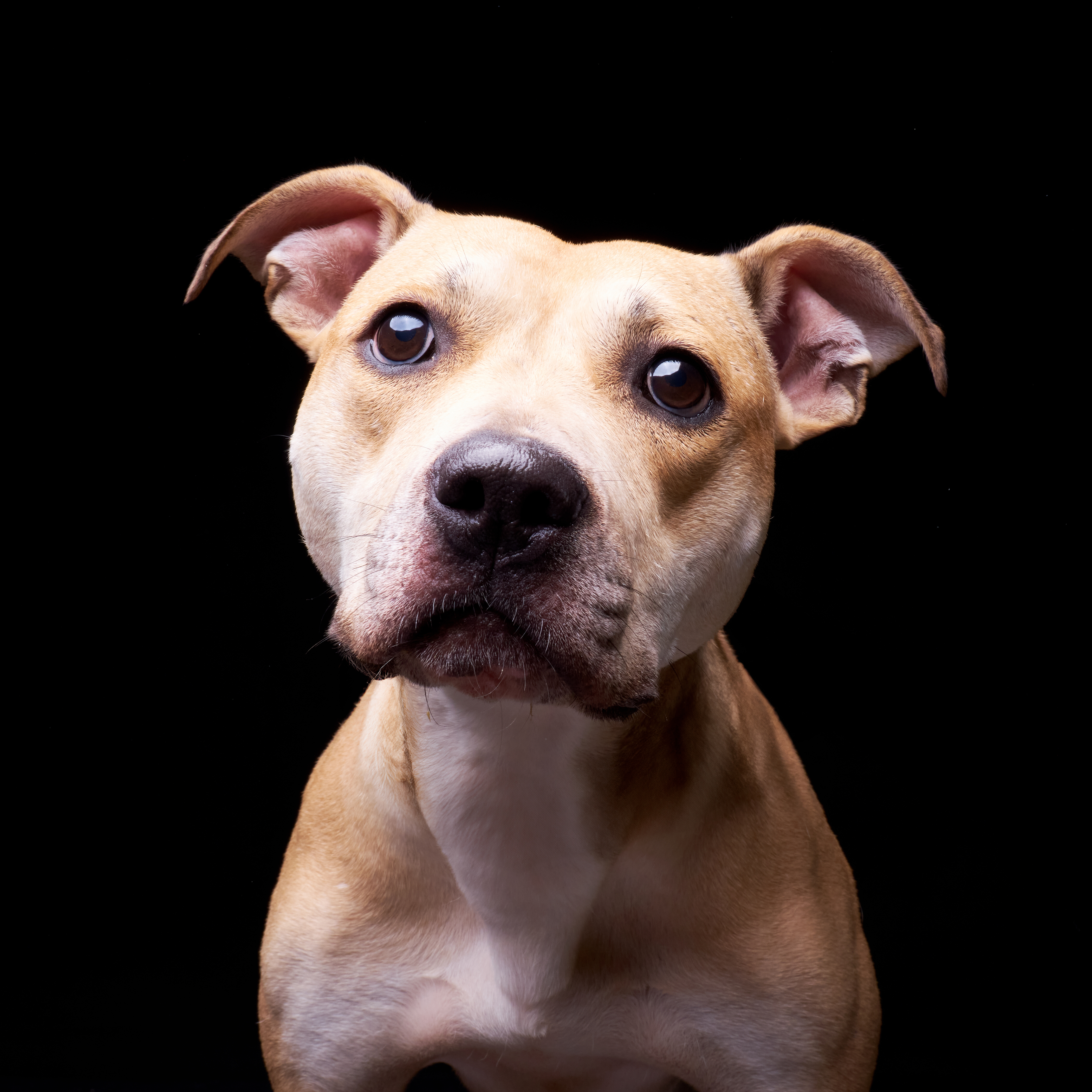 Featured Adoptable Pet Mystra