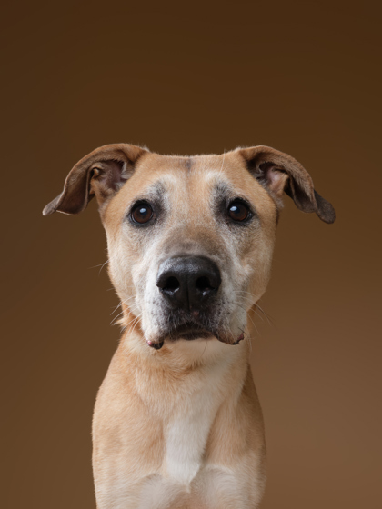 Featured Adoptable Pet Blu