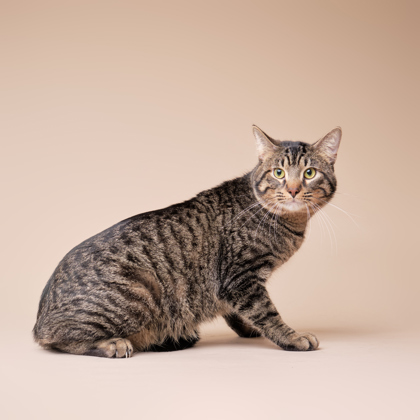 Featured Adoptable Pet Pablo