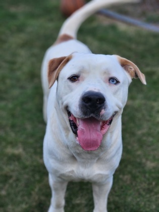 Featured Adoptable Pet Ares