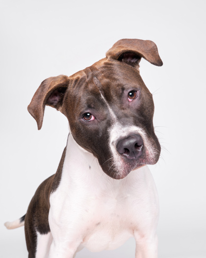 Featured Adoptable Pet Noam