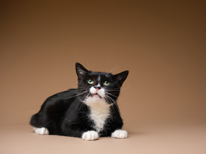 Featured Adoptable Pet Magnet