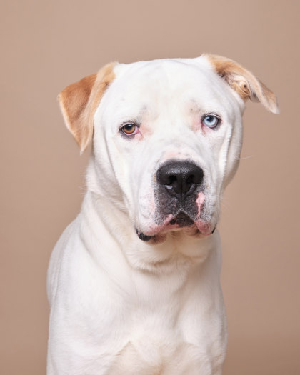 Featured Adoptable Pet Ares