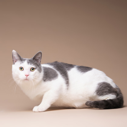 Featured Adoptable Pet Toast