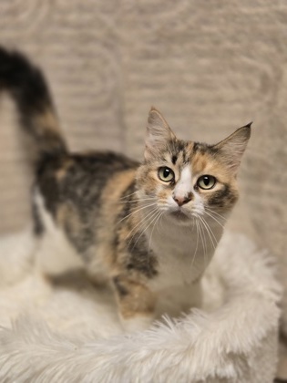 Featured Adoptable Pet Cassiopeia