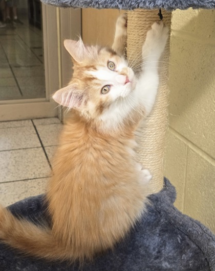 Featured Adoptable Pet CD