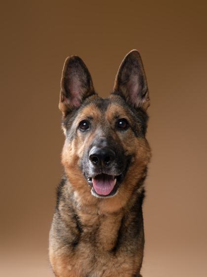 Featured Adoptable Pet Knox
