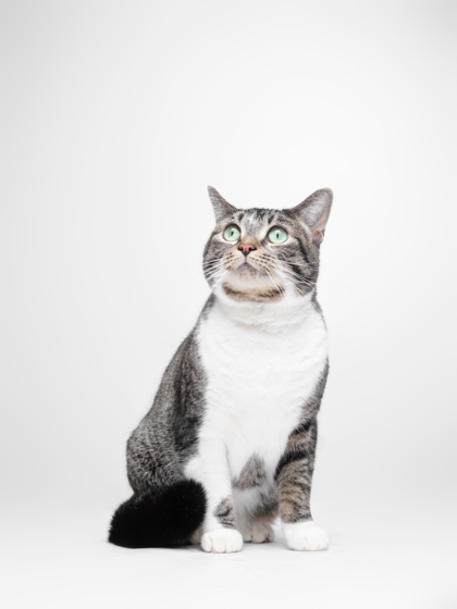 Featured Adoptable Pet Terracotta