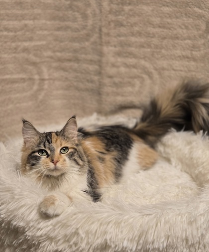 Featured Adoptable Pet Eisele