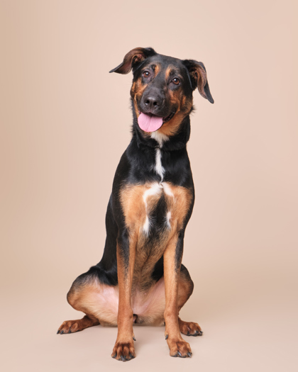 Featured Adoptable Pet Jezza