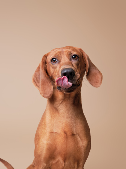 Featured Adoptable Pet Josephine