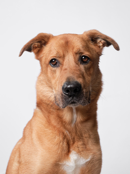 Featured Adoptable Pet Jake