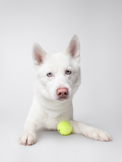 Featured Adoptable Pet Princess