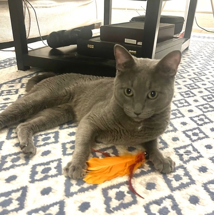 Male/Neutered