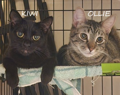 Male/Neutered