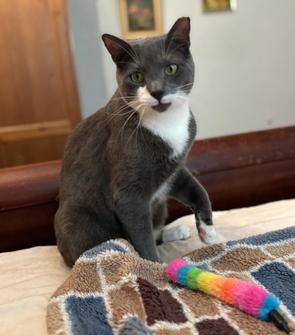 Male/Neutered