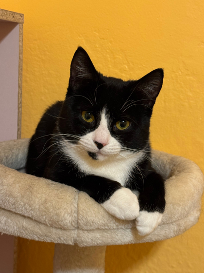 Male/Neutered
