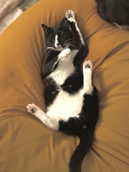 Male/Neutered