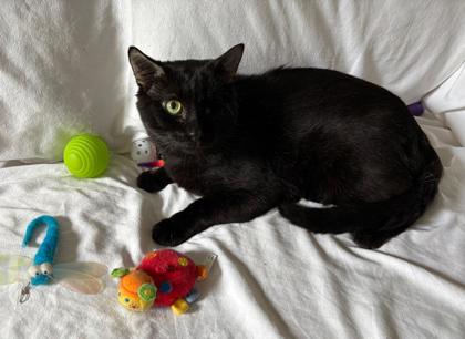 Male/Neutered