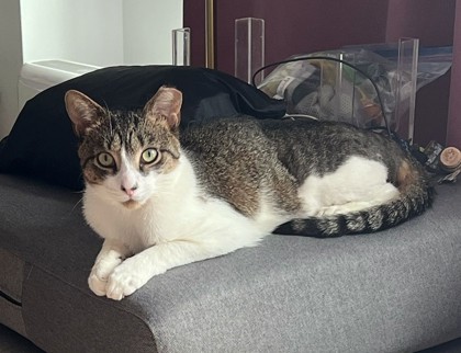 Male/Neutered