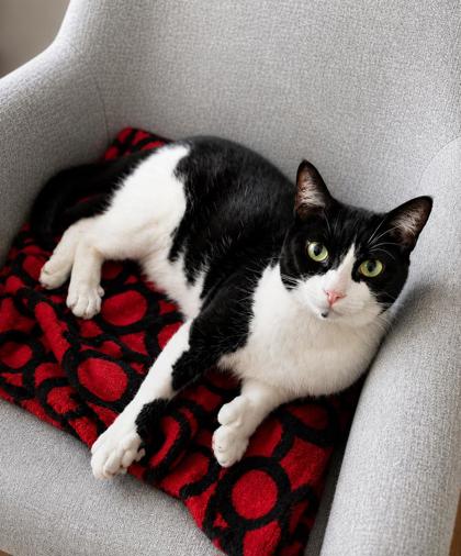 Male/Neutered