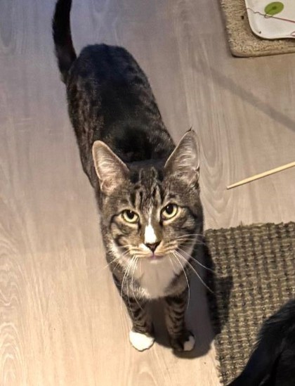 Male/Neutered