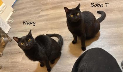 Male/Neutered