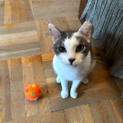 Male/Neutered