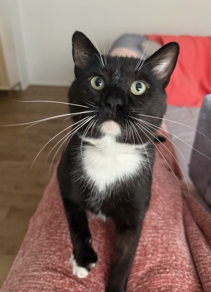 Male/Neutered