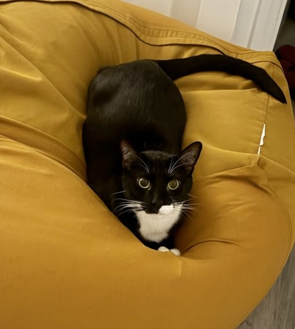 Male/Neutered