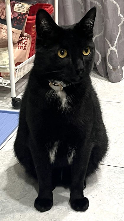 Male/Neutered