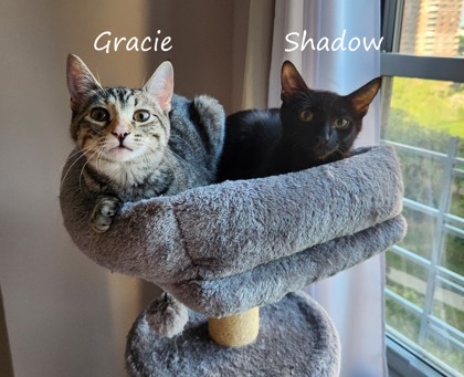 Male/Neutered