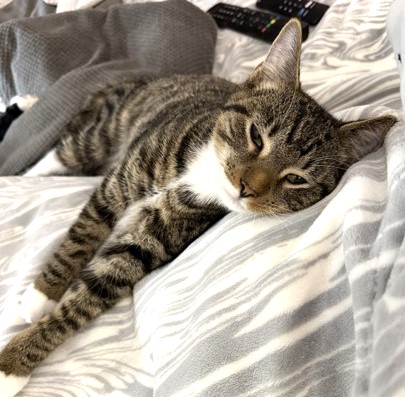 Male/Neutered