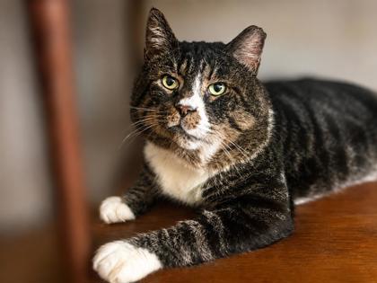Male/Neutered
