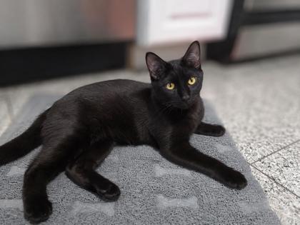Male/Neutered