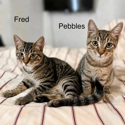 Male/Neutered