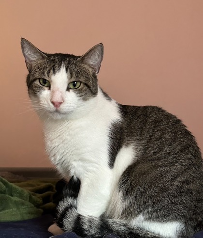 Male/Neutered