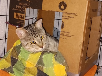 Male/Neutered