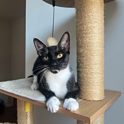 Male/Neutered