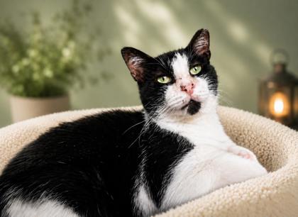 Image_45873884