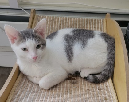 Male/Neutered