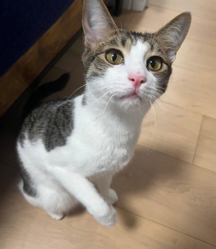Male/Neutered