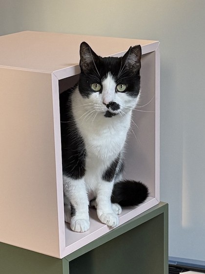 Male/Neutered