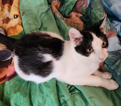 Male/Neutered