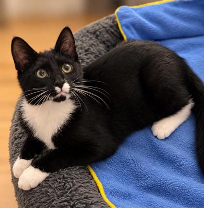 Male/Neutered